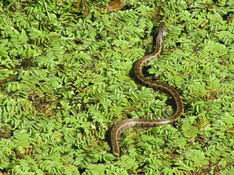 Turchia3: Natrix  natrix persa